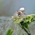 Sobre el sacrificio de las arañas vírgenes suicidas