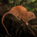 Descubierta una rata gigante arborícola en las Islas Salomón (ENG)
