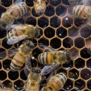 El 75% de la miel en todo el mundo contiene pesticidas