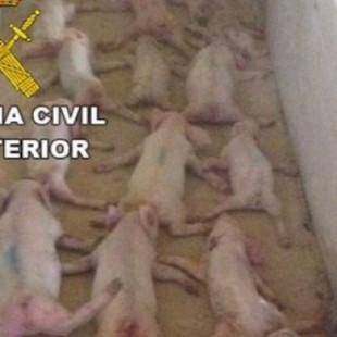 Maltrato animal: Condenan a acusado matar a saltos 79 lechones y a compañero que grabó vídeo