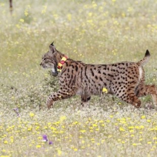 Han muerto en 2017 39 linces, 5 a manos de furtivos, una cifra que ya supera todo 2016