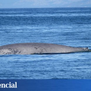 El misterio de las ballenas gallegas ya tiene explicación: un corredor de cetáceos