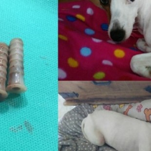 Logran salvar la vida a Petra, una perra a la que le habían introducido varios objetos en la vagina