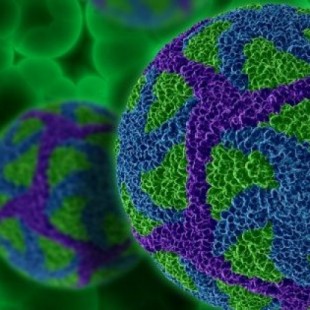 Virus del papiloma humano es causante de cáncer de pene y ano