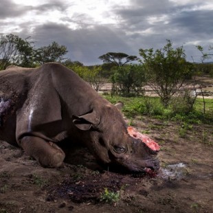 El rinoceronte caído por la crueldad humana, elegida la mejor foto de naturaleza del año