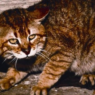 Hallan en Creta un gato salvaje que se creía extinto