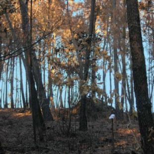 Os contamos por qué este frondoso bosque de Vigo sobrevivió a los incendios de Galicia