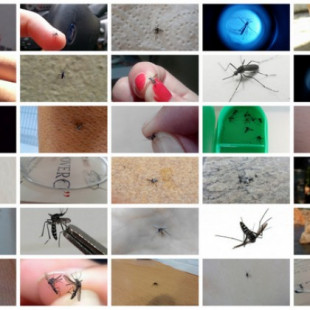 Una ‘app’ y la colaboración ciudadana acorralan al mosquito tigre en España