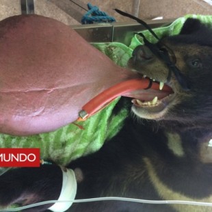La operación para curar la lengua de 3 kilos del oso Nyan htoo
