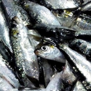 La alerta para suspender la pesca de sardina revela cómo se explotan recursos hasta agotarlos