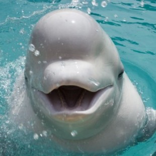 Una ballena beluga en cautividad 'aprende' el lenguaje de los delfines