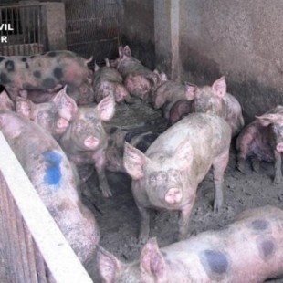 Investigado el dueño de una granja porcina de Murcia por el abandono de 500 cerdos