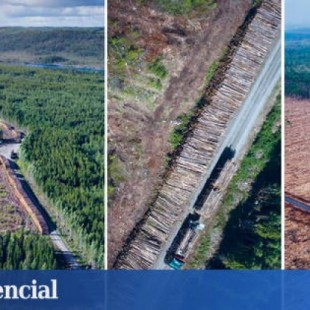 La gran mentira de la industria maderera que explota los bosques boreales