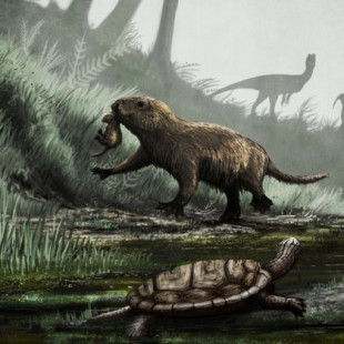 Los mamíferos pasaron a la actividad diurna después de la extinción de los dinosaurios (ENG)