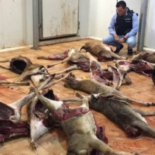 El SEPRONA localiza 147 animales en descomposición cuya carne pretendían vender