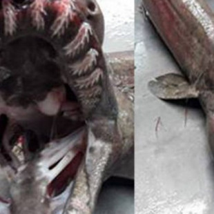 Tiburón prehistórico,"fósil viviente", capturado en la costa del Algarve