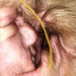 Encuentran la cara de Donald Trump en las orejas de un perro