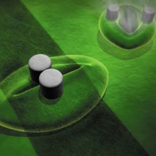 Desarrollan un nanosensor que detecta la apertura y el cierre de los estomas de las plantas (ING)
