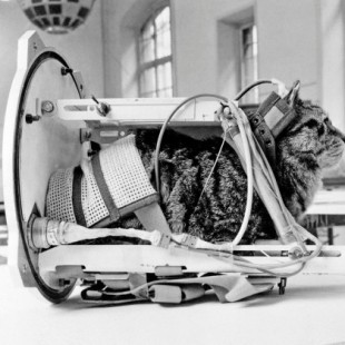 Recuperando la memoria de la gata Félicette, primer (y único) felino en el espacio [ENG]