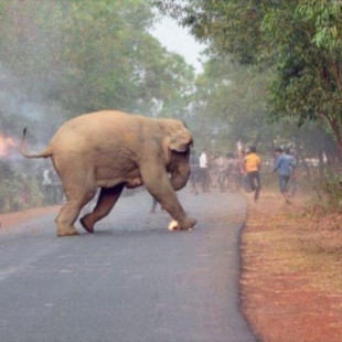 La dramática imagen de una cría de elefante en llamas gana concurso de fotografía
