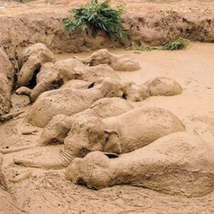 El rescate de toda una manada de elefantes asiáticos atrapados en una charca profunda
