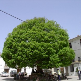 Olmo, el árbol de los pueblos