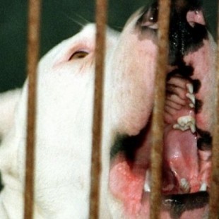 Copi, el dogo asesino que forzó a Aznar a legislar sobre perros a la desesperada