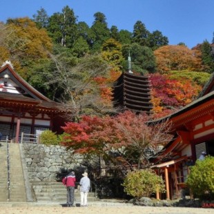 Tanzan jinja, el santuario japonés del otoño y el "kemari"