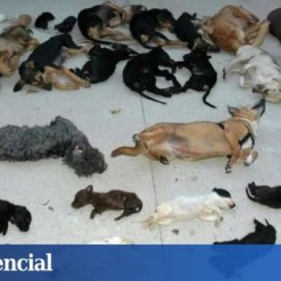 Así asesinó Carmen Marín a 2.183 animales en la perrera de los horrores de Torremolinos