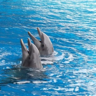 Los delfines machos hacen regalos a las hembras para conquistarlas