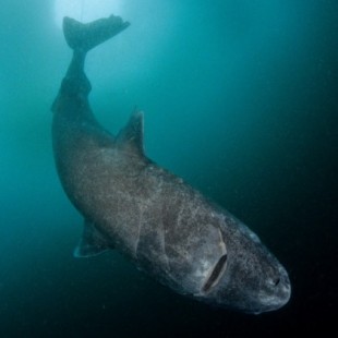 La extraña historia del vertebrado más longevo conocido: los casi 600 años del tiburón groenlandés [ENG]