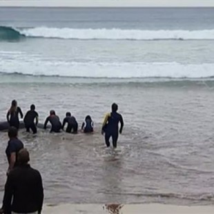 Un grupo de surfistas devuelve al agua a una ballena que había aparecido varada en la playa de Zarautz