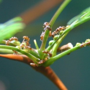 El árbol esclavizador de hormigas