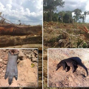 Devastación de tierras de la Amazonía peruana, convertidas en plantaciones de aceite de palma