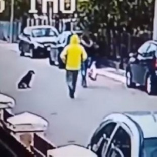 Perro callejero se convirtió en el inesperado héroe de una mujer en Montenegro
