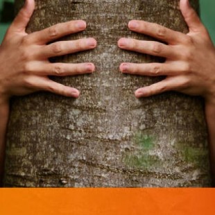El biólogo que asegura que los árboles hablan un idioma que podemos aprender