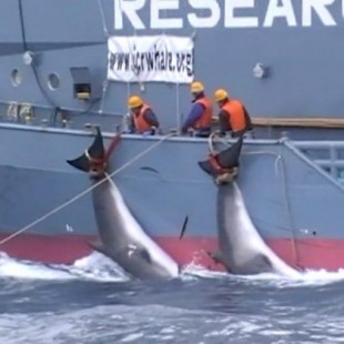 El vídeo de la pesca japonesa de ballenas que Australia quería esconder