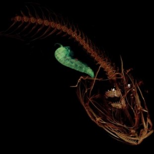 Científicos describen formalmente al pez que habita en lo más profundo del océano