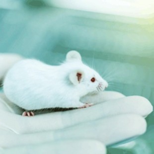 En ratones, la ketamina actúa como antidepresivo solo si es administrada por investigadores varones