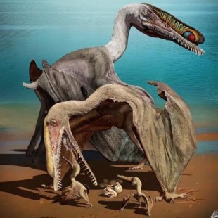Huevos fosilizados de pterosaurio albergan embriones perfectamente preservados (Ing)