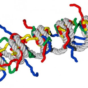 Biofísicos desenredan el plegamiento exacto de un solo gen (ING)