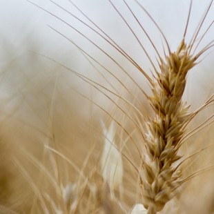 Un nuevo tipo de trigo sin gluten y sin efectos adversos para la salud