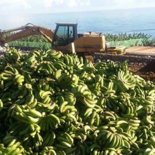 Toneladas de plátanos se entierran o tiran de forma ilegal en La Palma por la caída del mercado peninsular