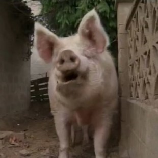 El cerdo Quinín, que logró que lo indultaran de morir, cumple 10 años y vive feliz en Carral (GAL)
