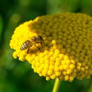 Última oportunidad para las abejas y su mundo