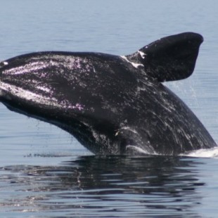 Oficialmente, las ballenas francas glaciales están camino a extinguirse