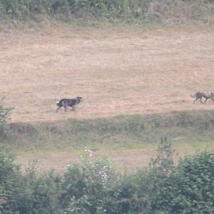 Las primeras imágenes de caza de un grupo de perros salvajes en Asturias