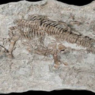 El plesiosaurio más antiguo era un nadador fuerte (ENG)