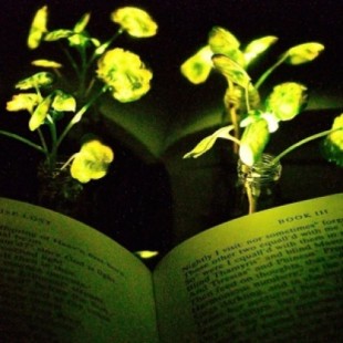 Crean plantas nanobiónicas que emiten luz para sustituir a las lámparas eléctricas (ING)