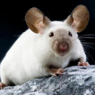 Curan la sordera en ratones mediante la edición genética